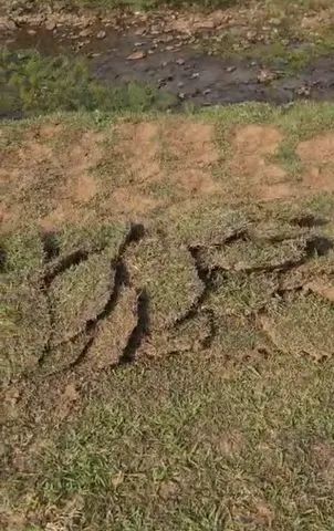 Grama batatais por metro ou caminhão fechado  - Foto 2