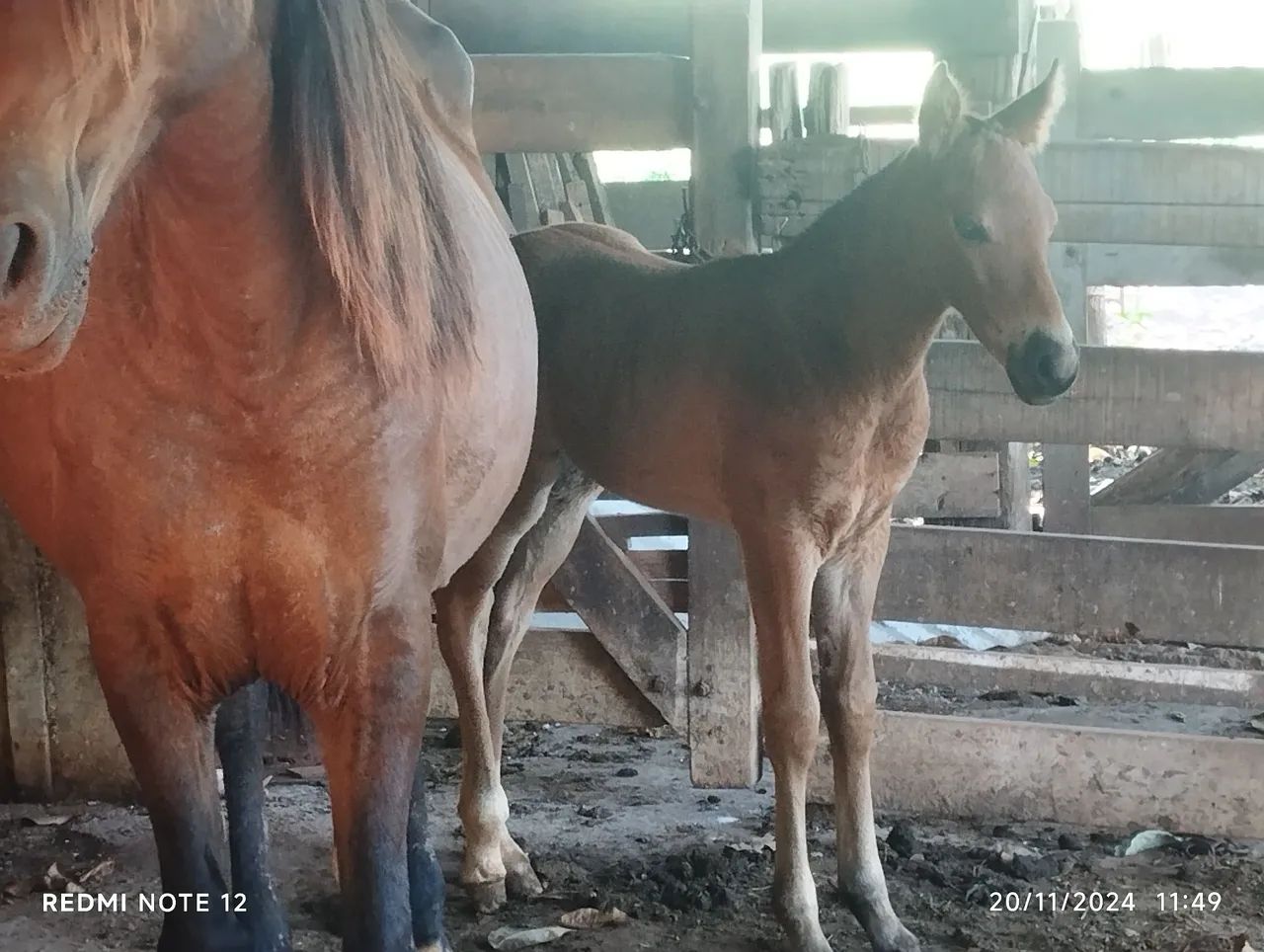 Vendo égua  QM Parida  - Foto 4