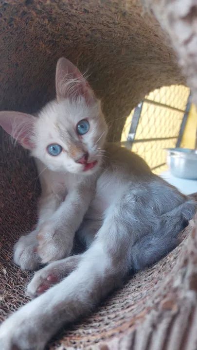 Gatinho (macho) para adoção - Foto 2