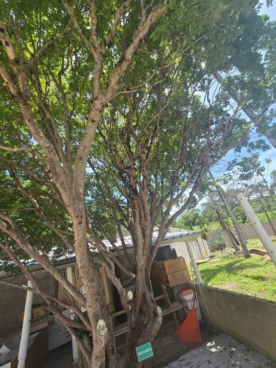 Pe de jabuticaba  - Foto 4