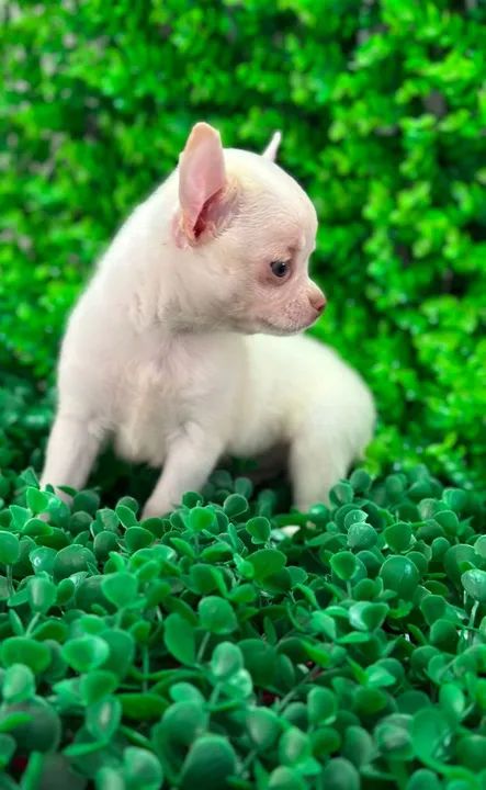 Chihuahua macho micro Pêlo curto olhos claros e nariz marrom  - Foto 3
