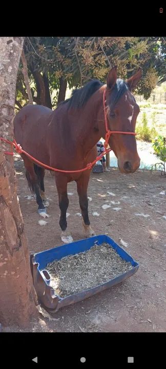 Vendo esses cavalos de raça no precinho para sair rápido com documentos e tudo  - Foto 6