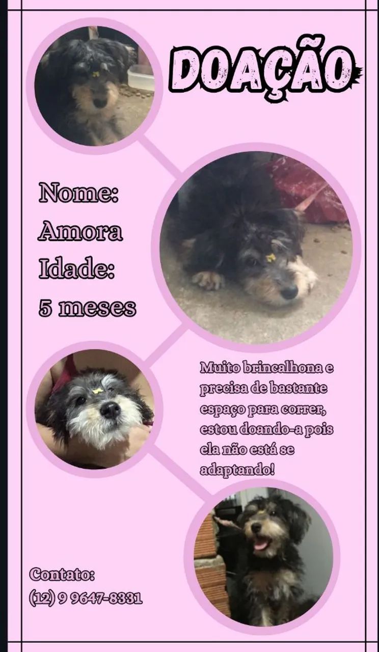 Doação de cachorrinha Amora
