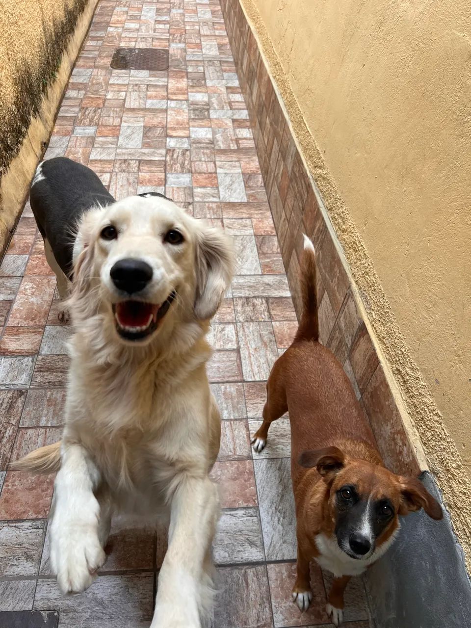 Pet sitter - cuidadora de animais - Foto 5