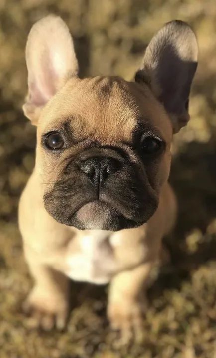 Bulldog Francês Fulvo Fêmeas