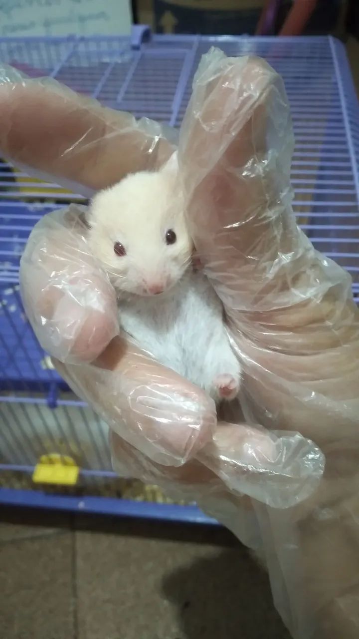 Hamster sírio filhote - Foto 2