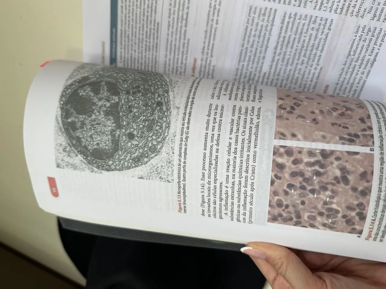 Histologia básica  - Foto 4