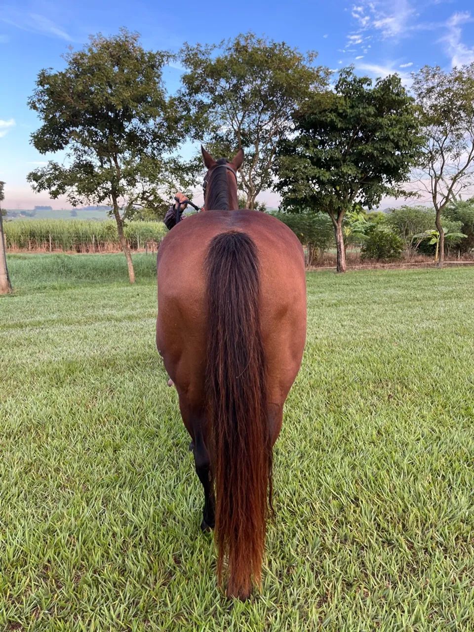 Egua QM Pura Prenhe garanhão Cremelo - Foto 4