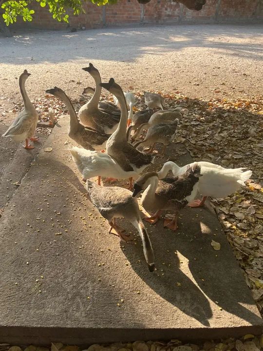 Gansos Lindos para Venda (pardo, branco e buff)