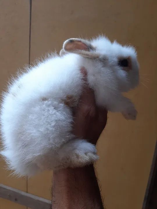 Vende-se filhote de coelho Lion puro - Foto 3