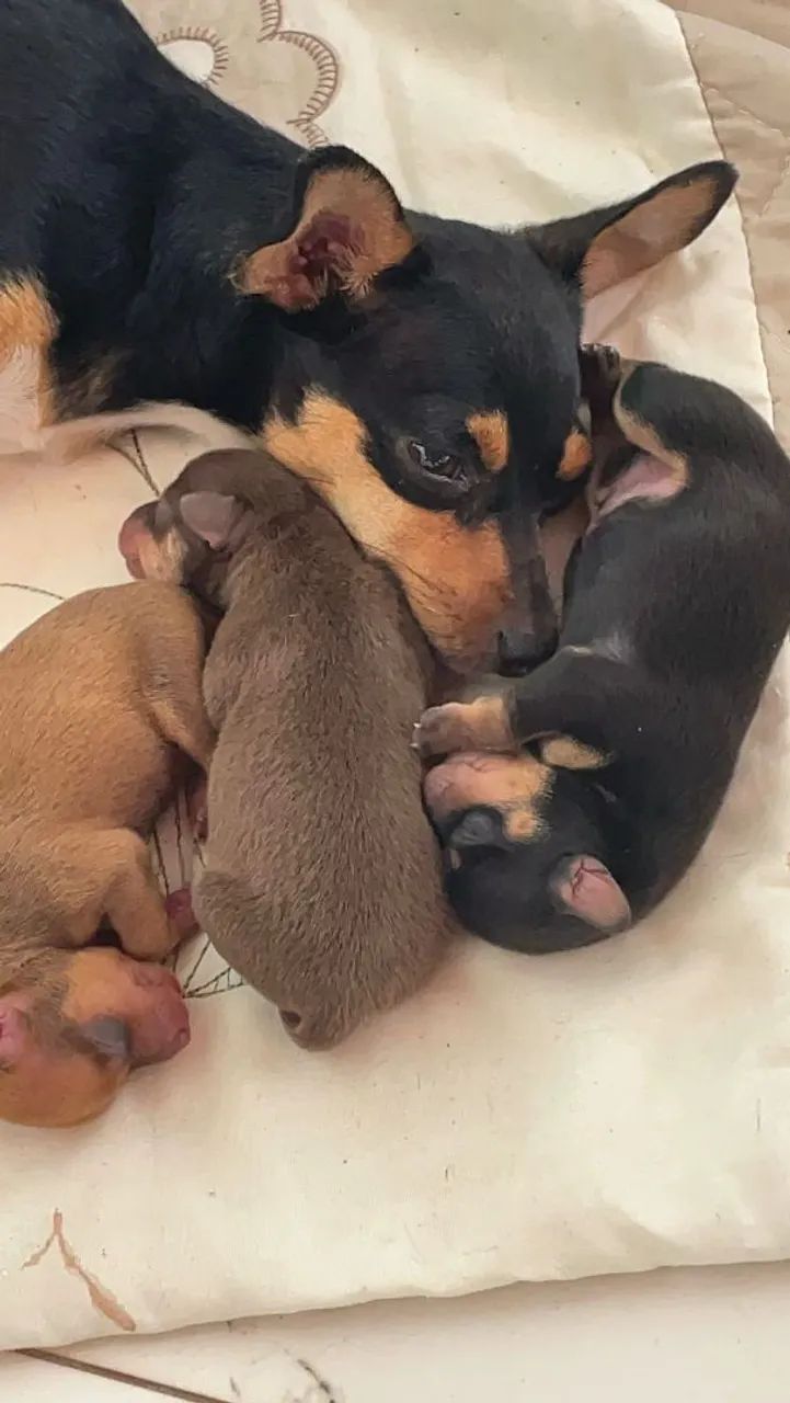 Lindos filhotes de Pinscher - Foto 4