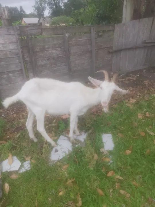 Cabrita raça Saanen boa pra leite  - Foto 2