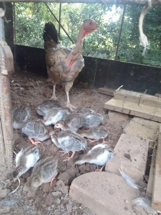 Pintinhos de Galinha de Angola  - Foto 3