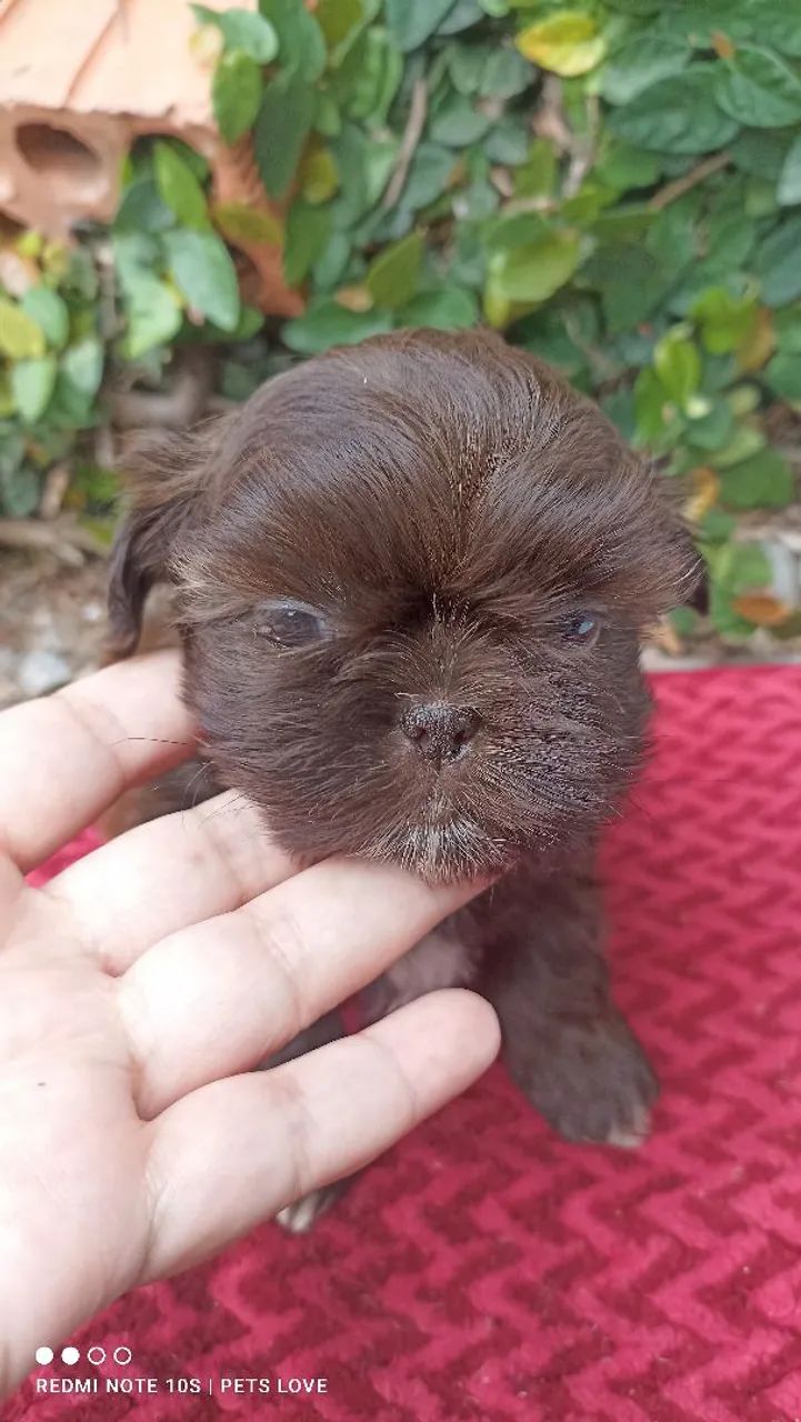 Filhote Shih Tzu fêmea  - Chocolate - Foto 4