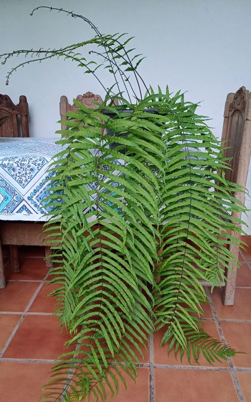 Samambaia Chorona pendente exuberante