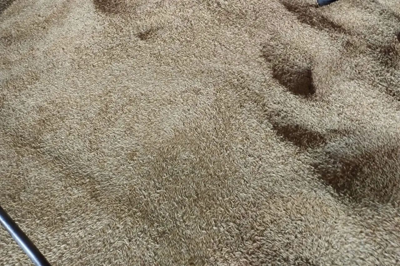 Alimentação animal Feno - Foto 4