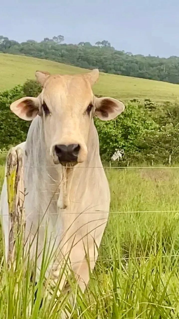 Procuro terra para arrendamento SP - pecuária de co