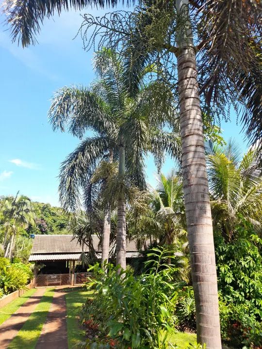 Palmeira Rabo de Raposa. 