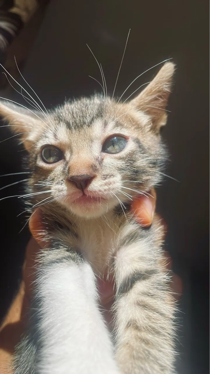 Doação de gato filhote