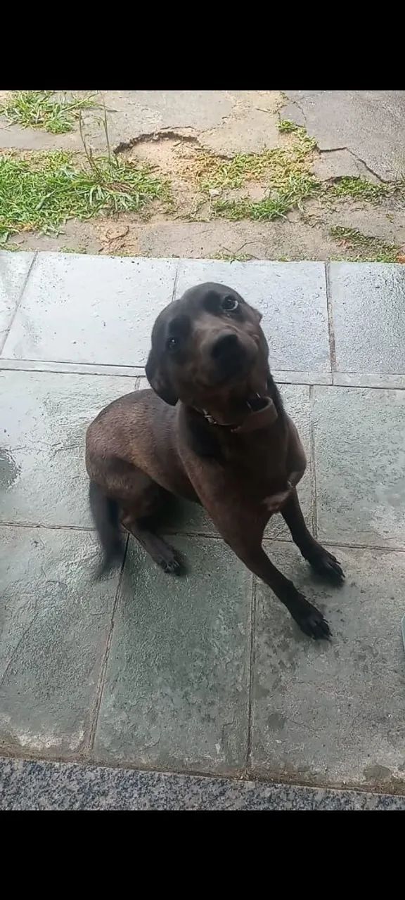 Linda cachorrinha para adoção responsável  - Foto 2