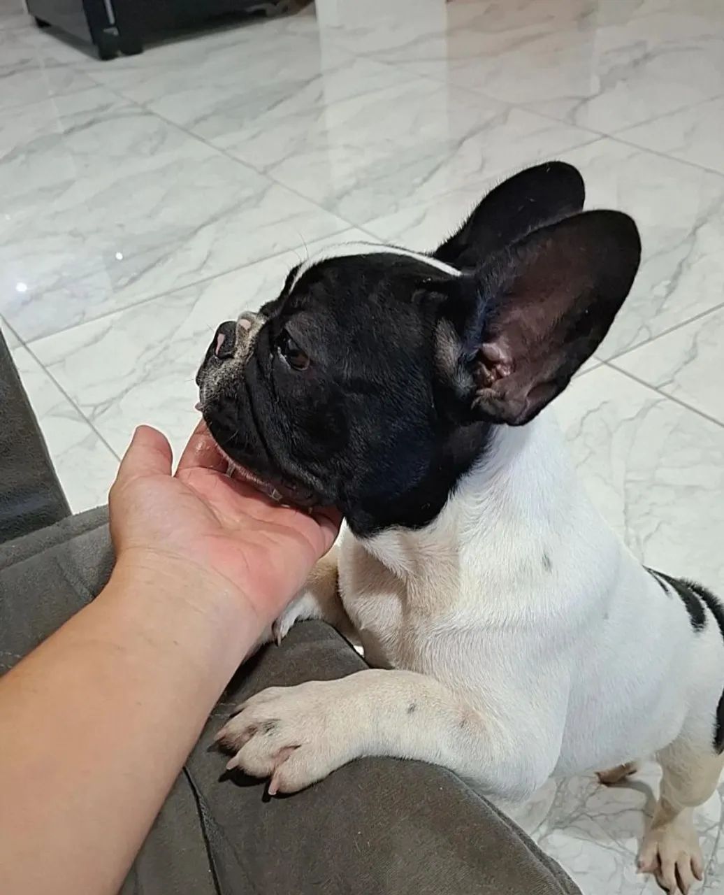 Filhote de Bulldog Francês - Foto 3