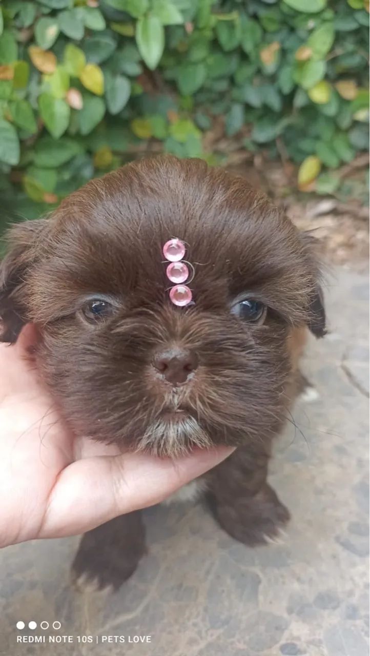 ShihTzu fêmea chocolate - Foto 3