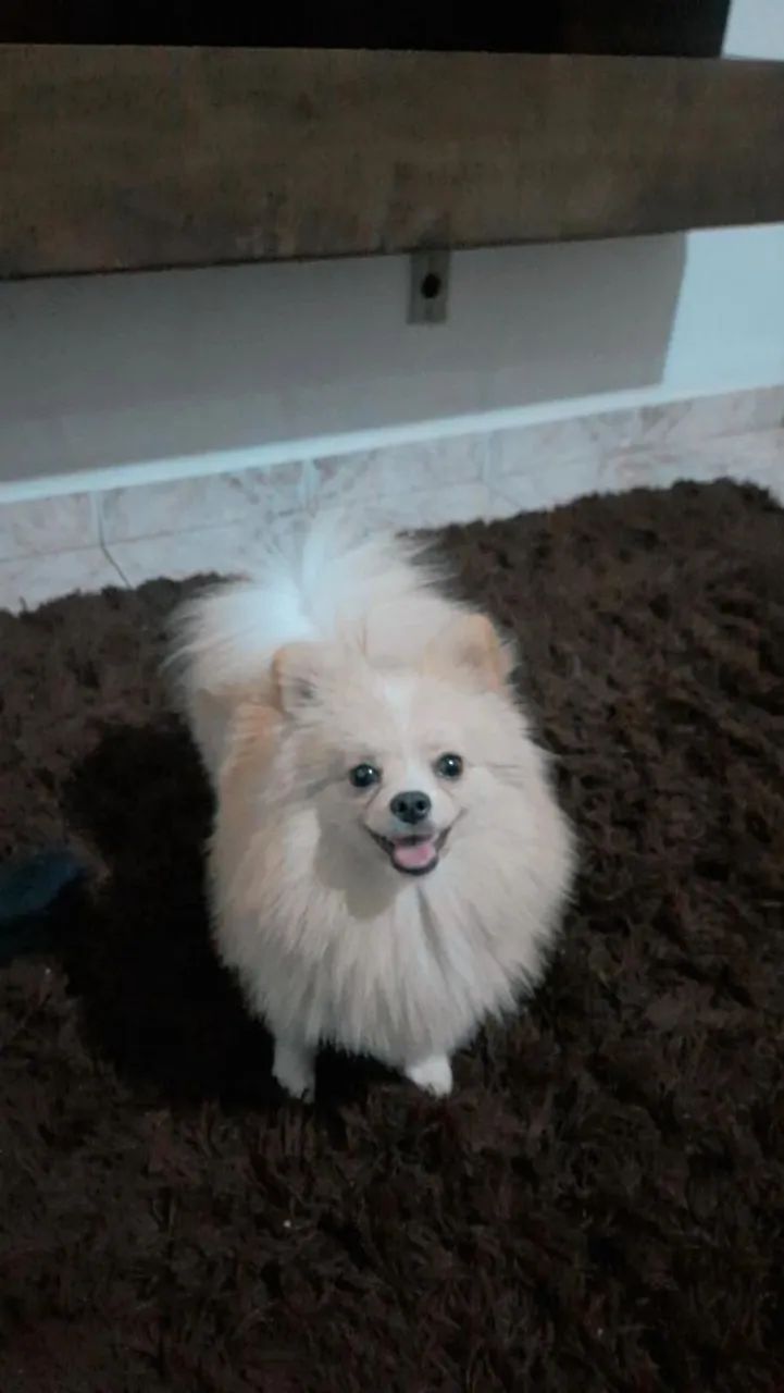 Lulu da Pomerânia Cobertura 