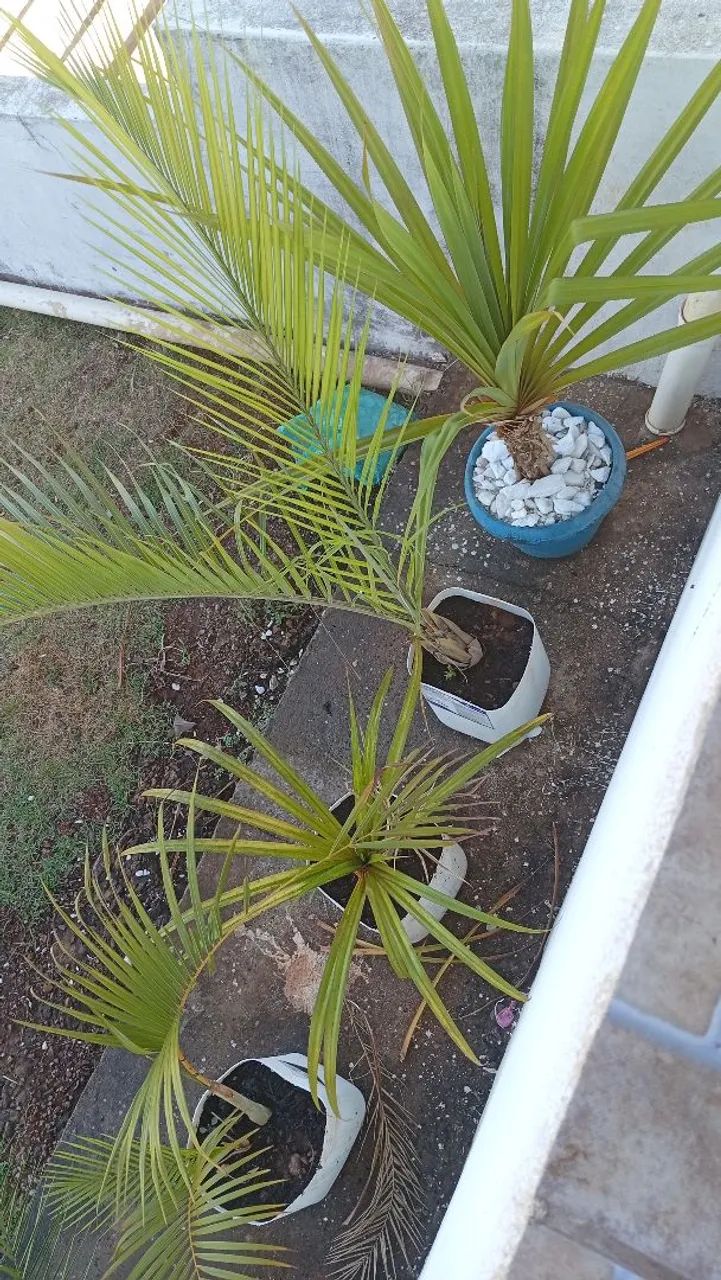 Comércio de plantas ornamentais  - Foto 5