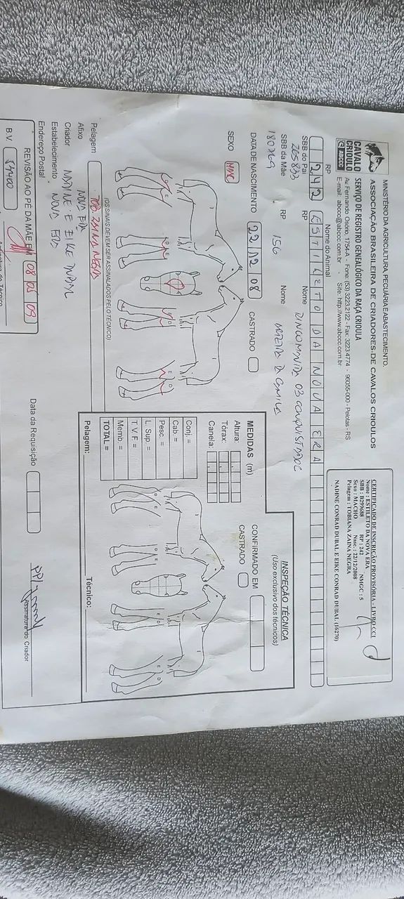 Cavalo criolo registrado  - Foto 6