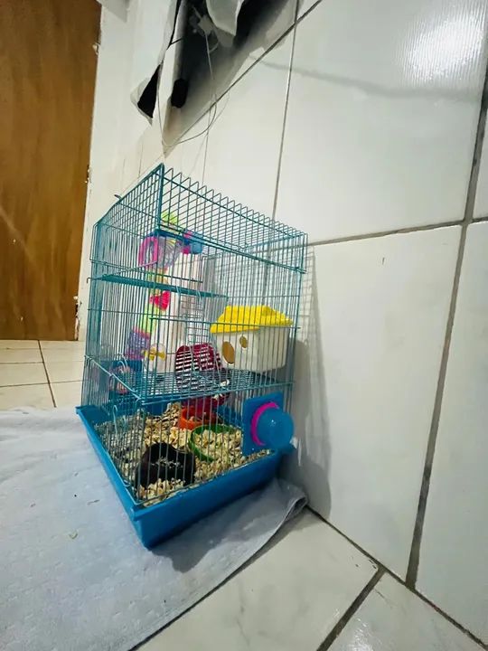 Hamster sírio  - Foto 6