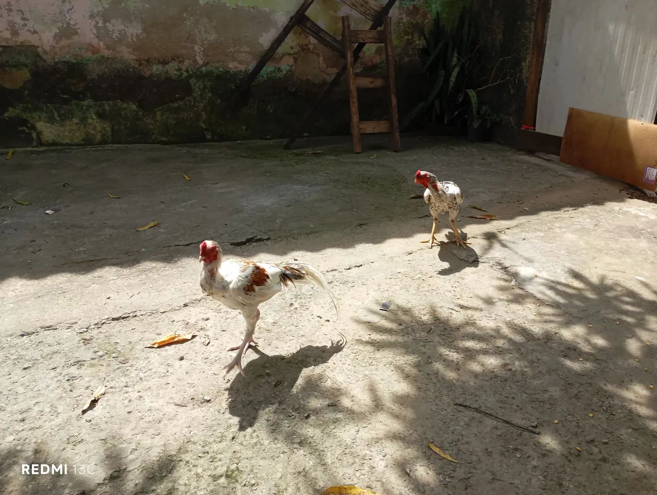 2 frangão e 1 franga china pura - Foto 3