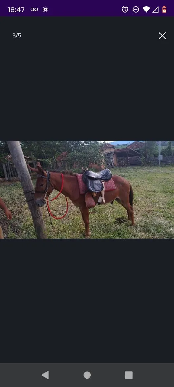 Burro Alazão com sela