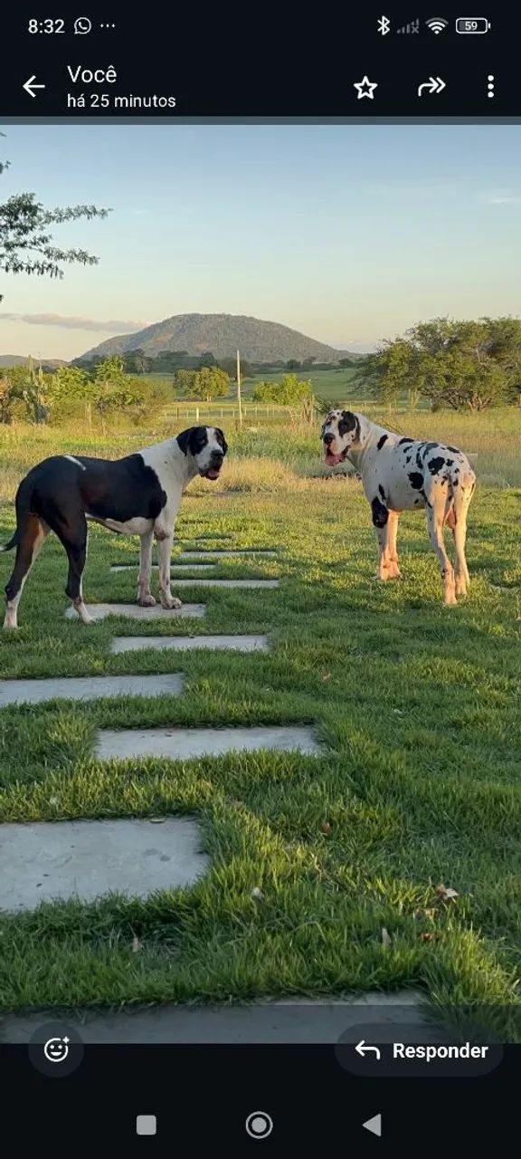 Filhotes Dogue Alemão Gigante  - Foto 5