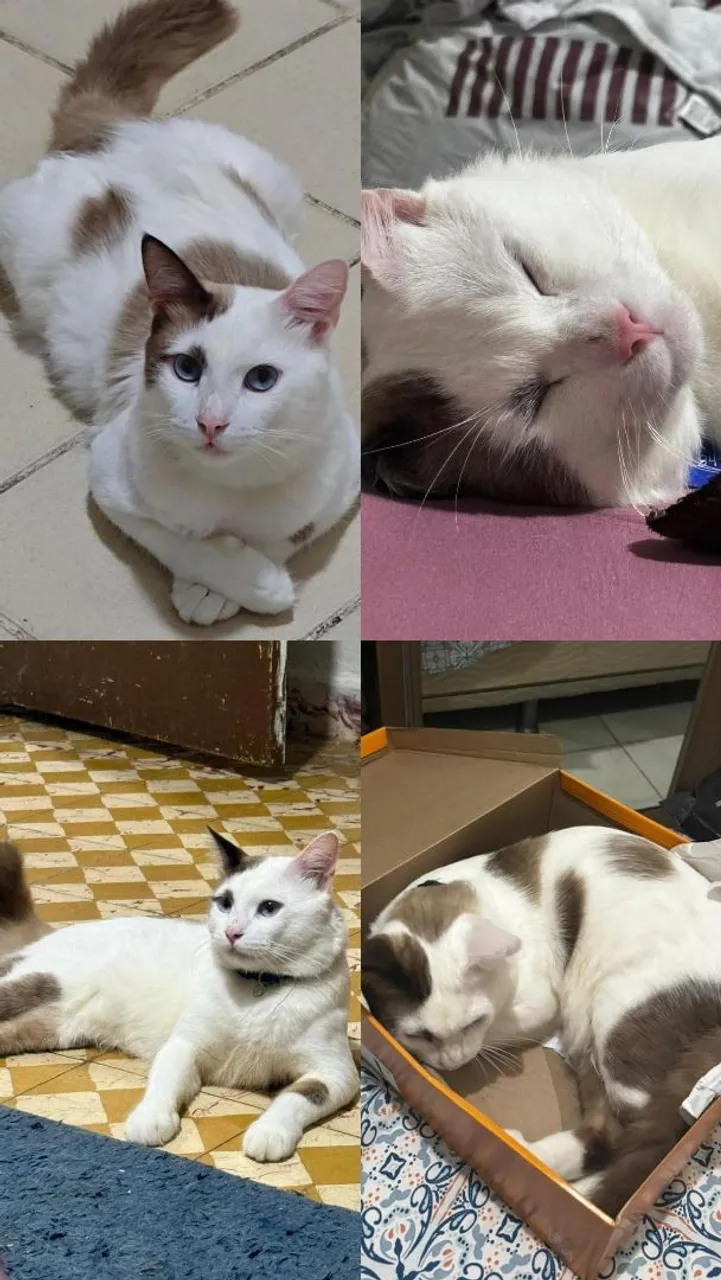 Gatinho fofo para adoção