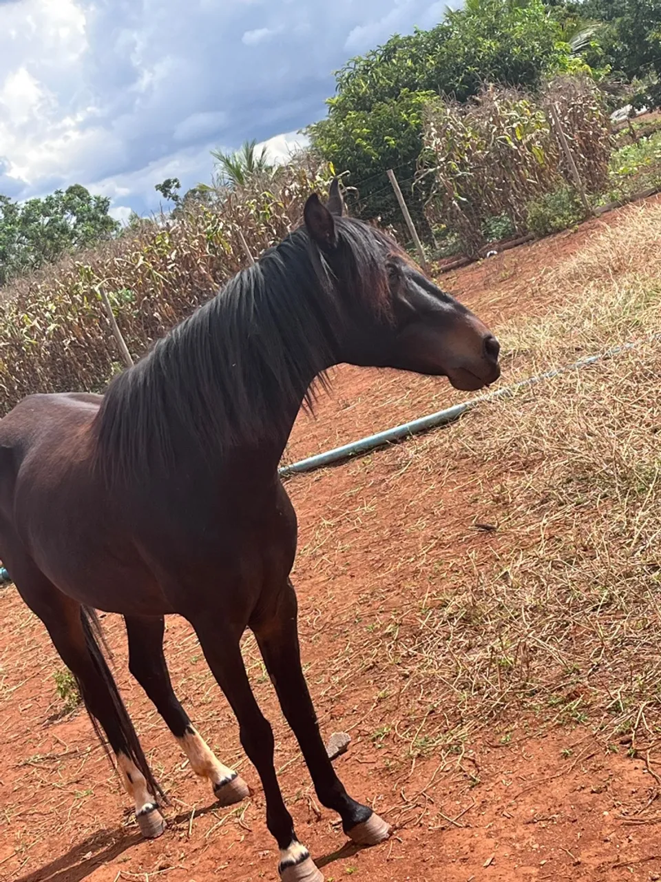 Égua Mangalarga