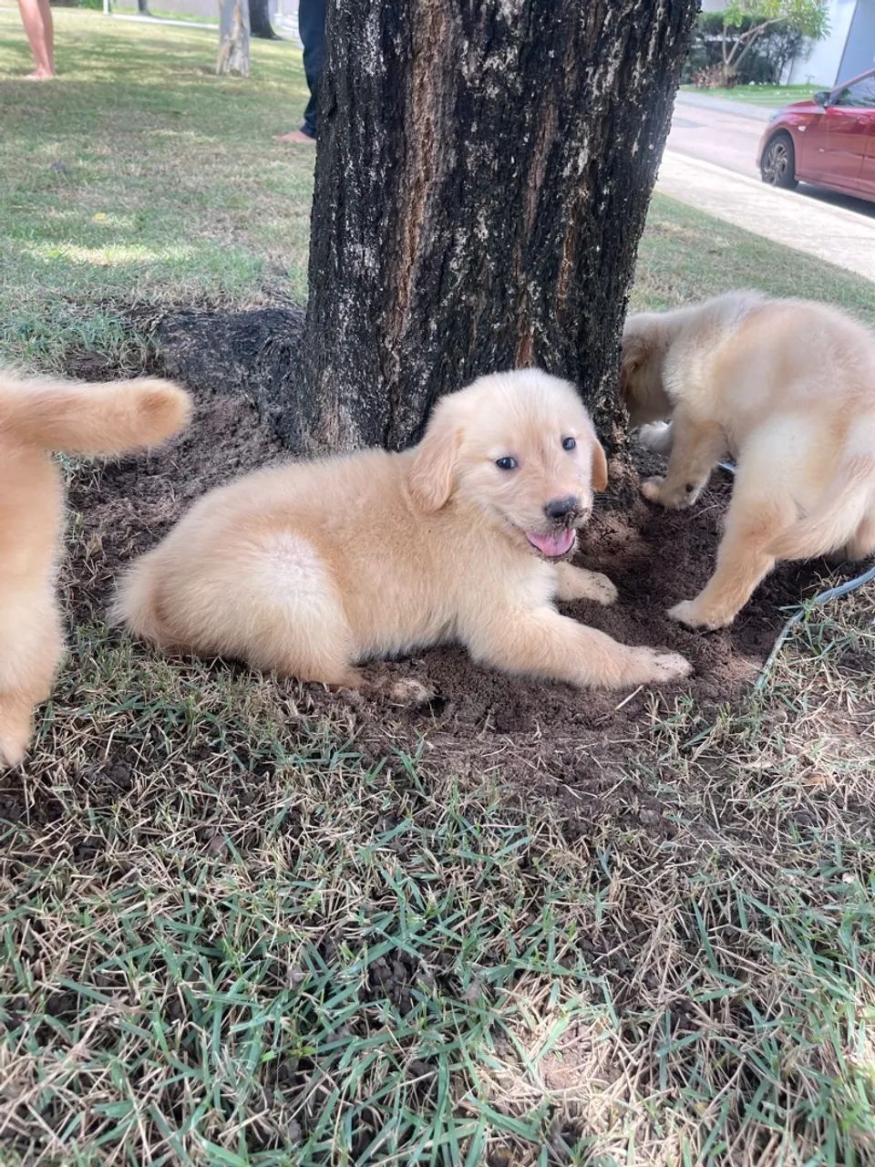 Filhotes Golden retriever disponíveis do @canil_meirelles 