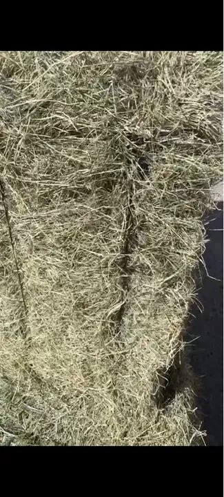 FENO TRANSVALA PRENSADO OU TIFTON 85 NA MAQUINA - Foto 2