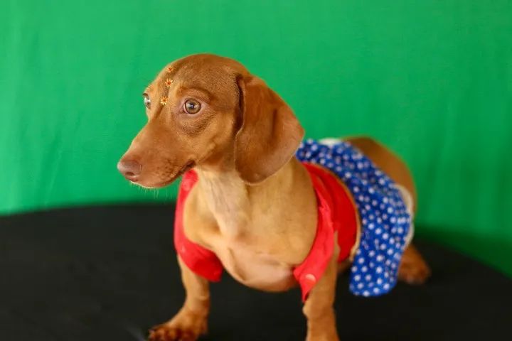 Dachschund femea 5 meses não cresce mais !!! - Foto 2