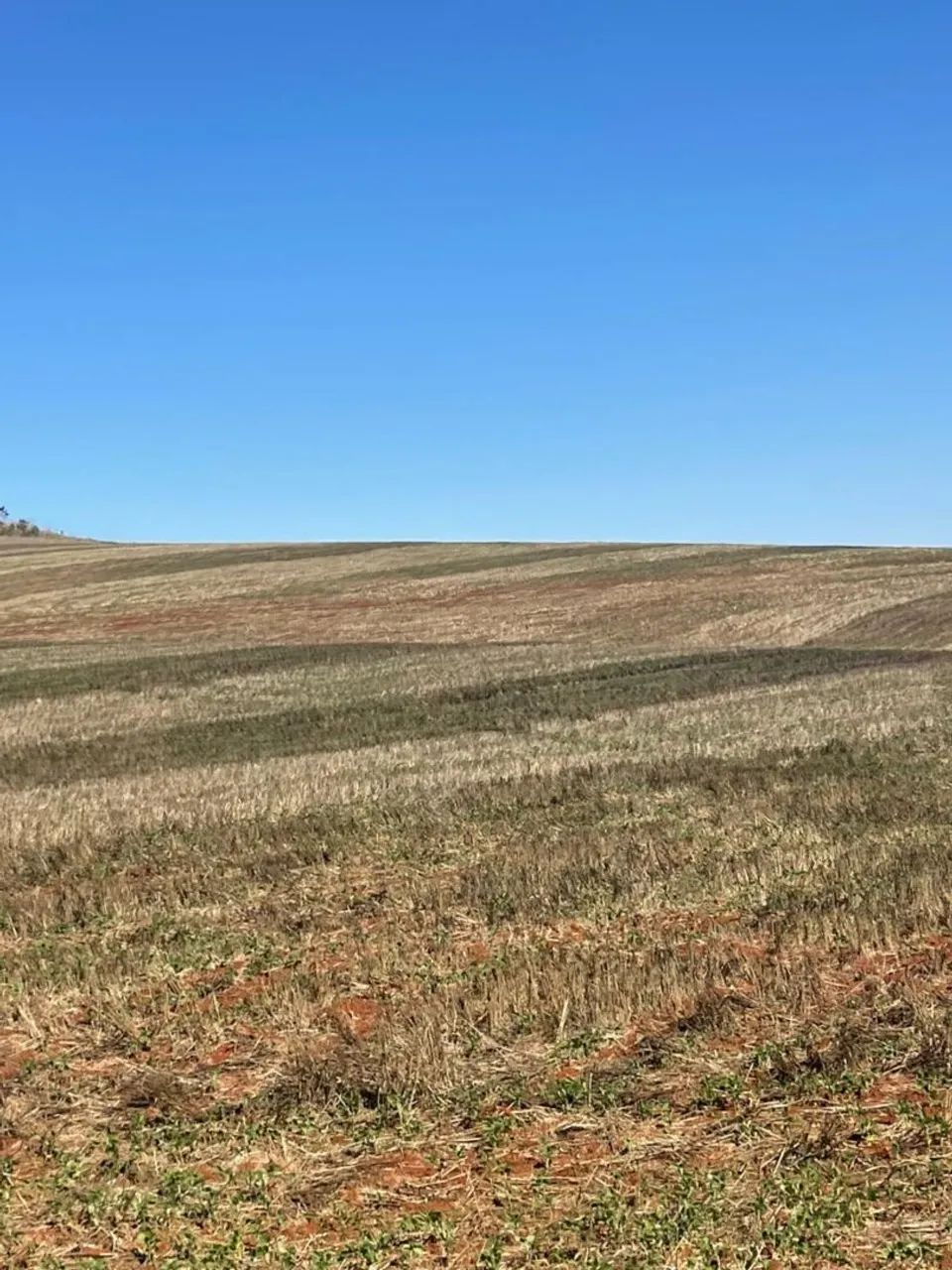 Fazenda 250 alqueiro  - Foto 2