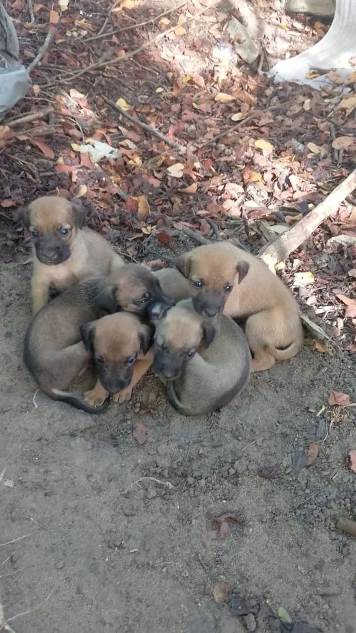 Filhotes de cachorro - Lindos e brincalhões - Foto 4