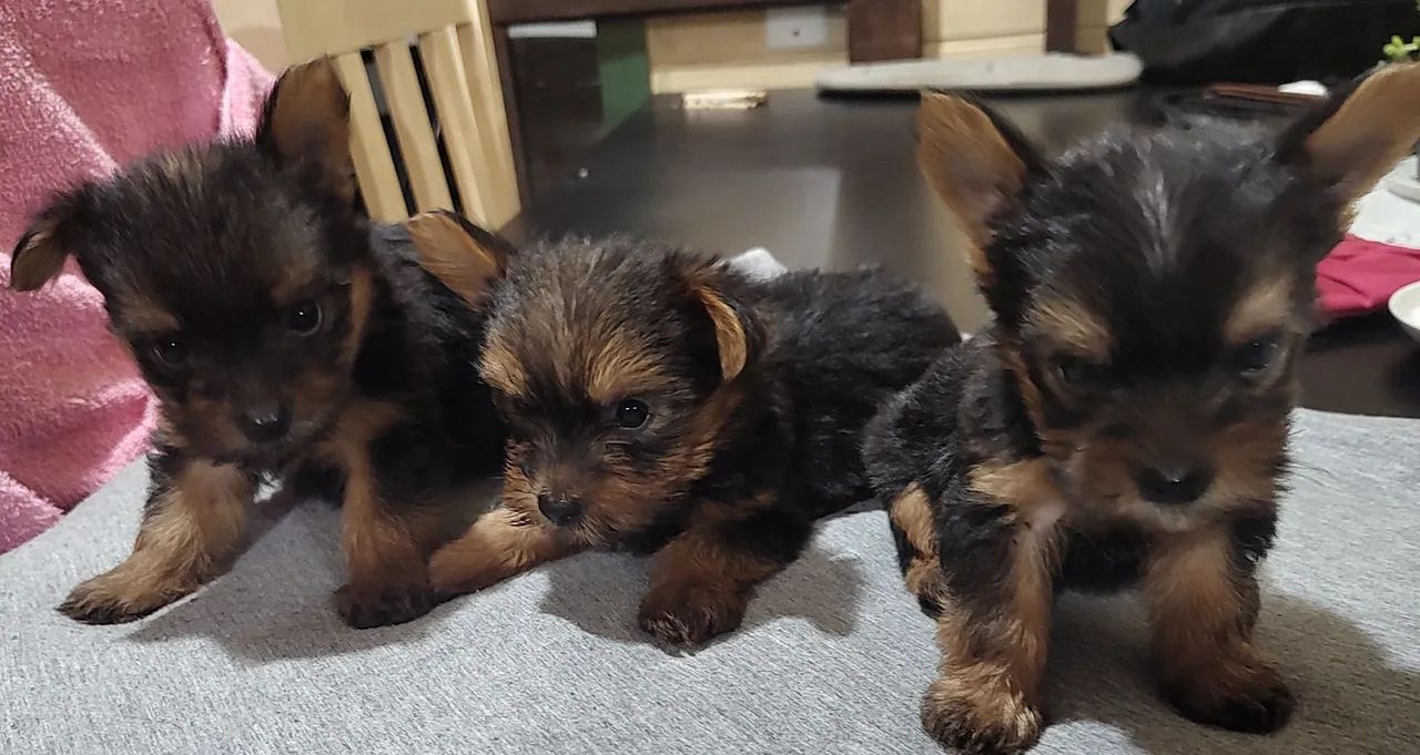 Lindos filhotes de Yorkshire Terrier! - Foto 5