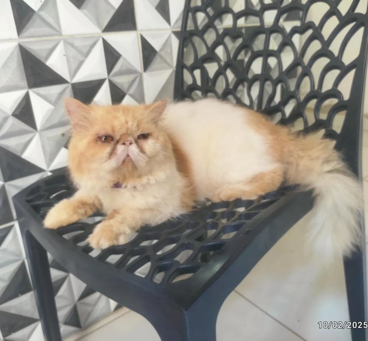 Gato Persa disponivel para cruzamento  - Foto 3