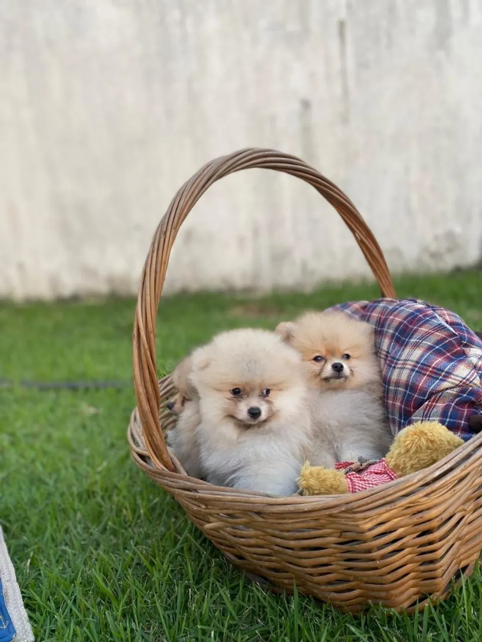 Filhotes de Spitz Alemão - Lindos e fofos!