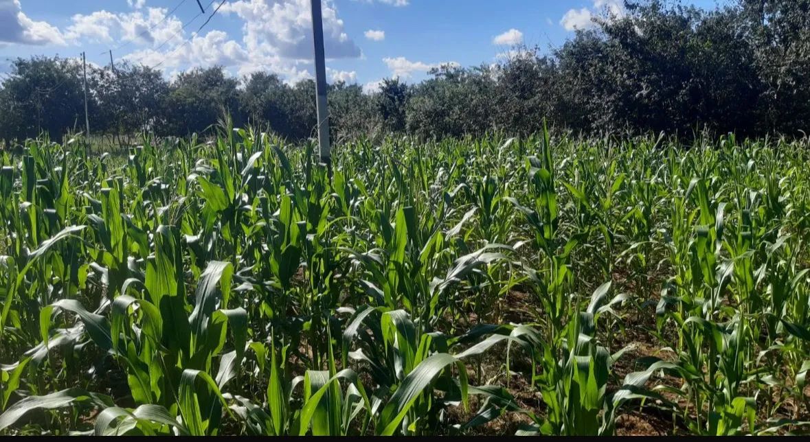 Chácara/Fazenda de 37 hectares - Porto Nacional - TO - Permuta casa em Palmas-TO - Foto 6