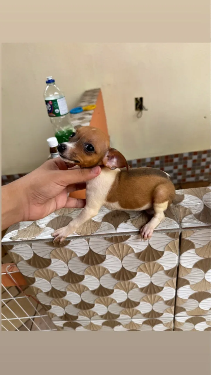 Filhotes de Pinscher