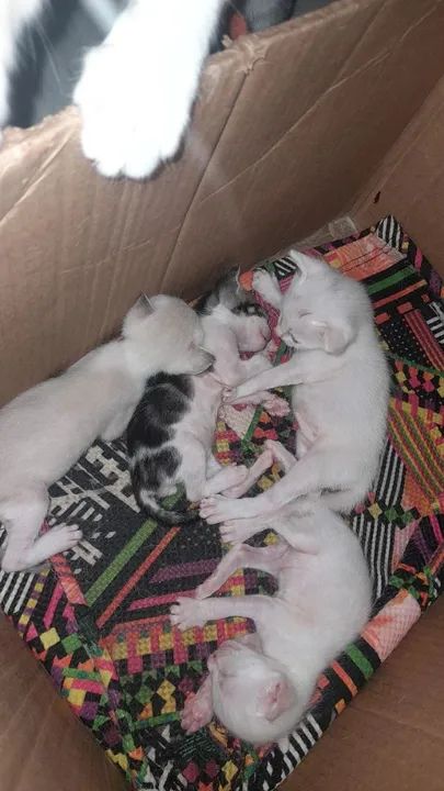 Estou doando esses gatinhos
