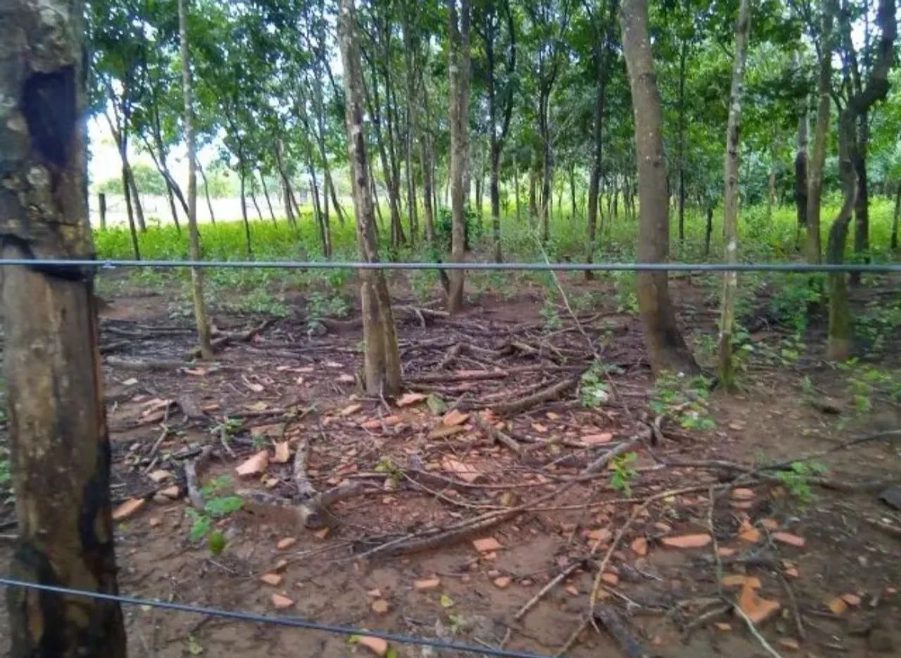 Chácara/Fazenda de 37 hectares - Porto Nacional - TO - Permuta casa em Palmas-TO - Foto 7