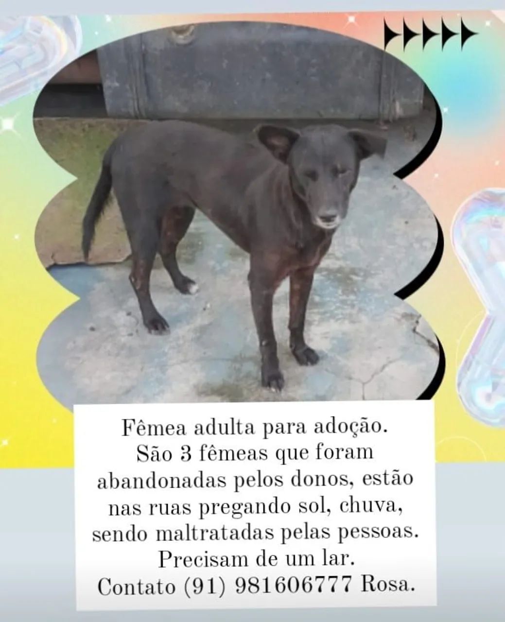 Cachorrinhas para adoção - Resgatadas - Foto 3