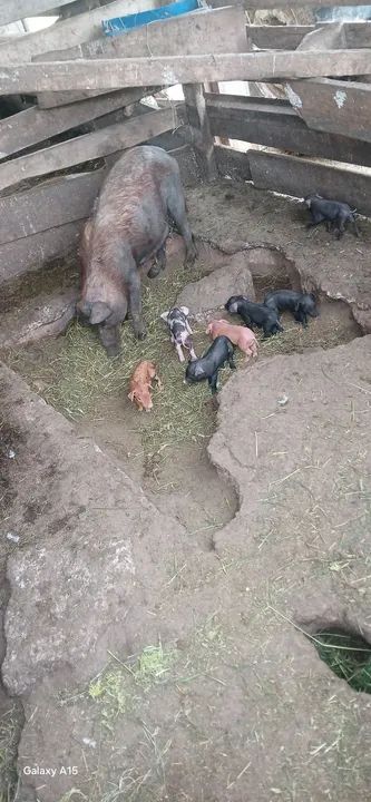 Doa-se leitões  * falar com marcelo