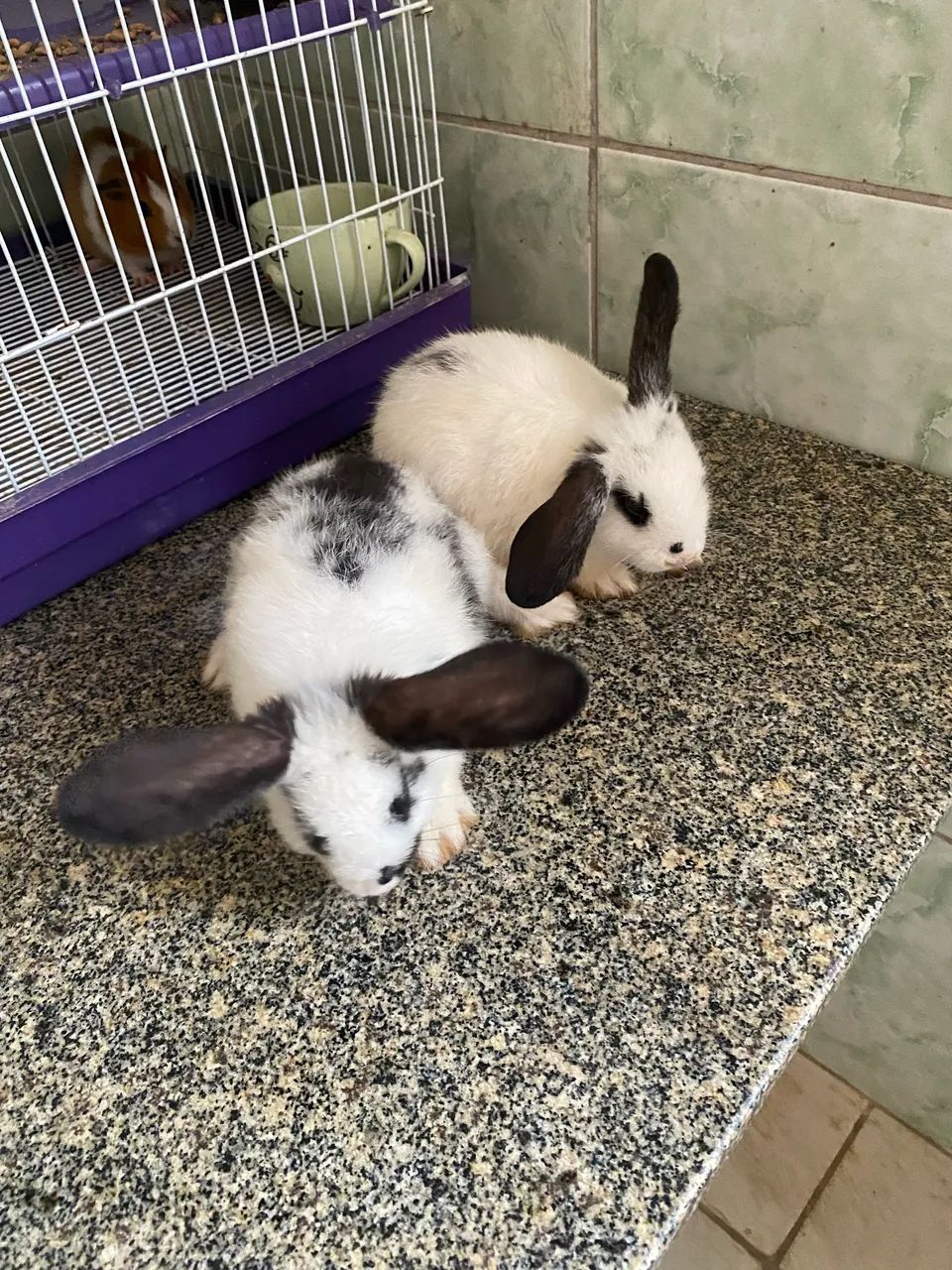 Coelho mini lop - Foto 2